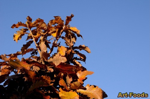 f:id:artfoods:20071205170652j:image