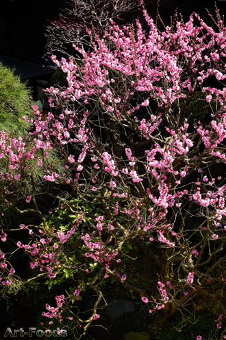 f:id:artfoods:20090212081033j:image