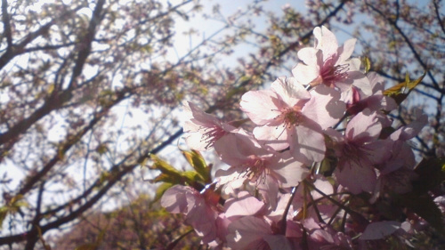 f:id:artfoods:20090222105437j:image