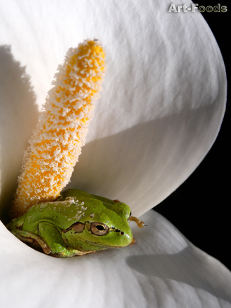 f:id:artfoods:20090522063502j:image
