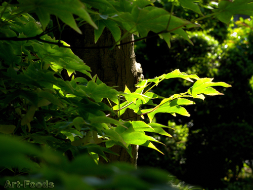f:id:artfoods:20090523044421j:image f:id:artfoods:20090523044421j:image