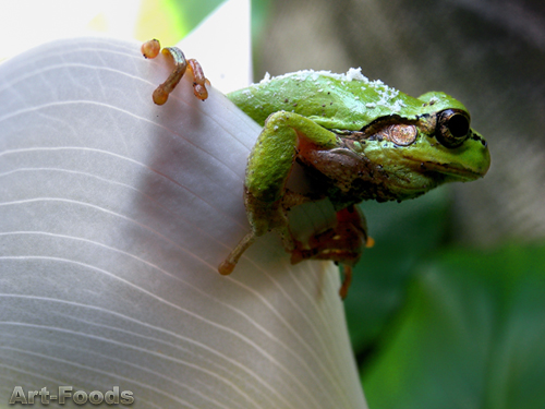 カエル君　Frog_090520