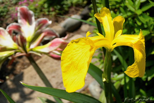f:id:artfoods:20090526061842j:image:w250:right