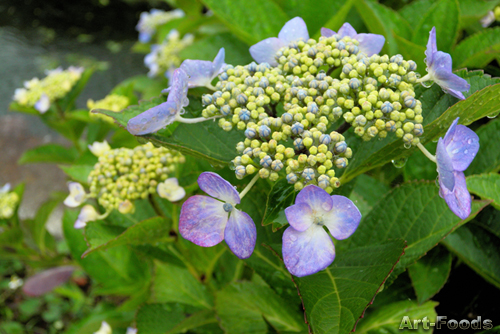 f:id:artfoods:20090610111753j:image