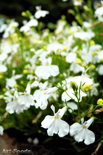 f:id:artfoods:20090611051630j:image:w260