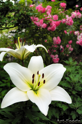 f:id:artfoods:20090616071048j:image