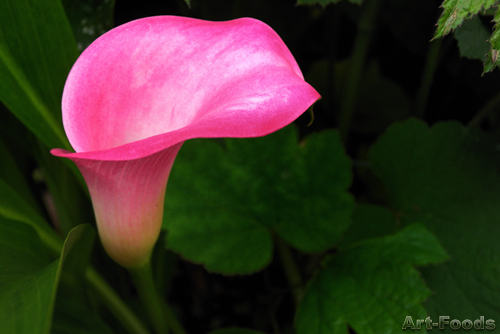 f:id:artfoods:20090619063526j:image