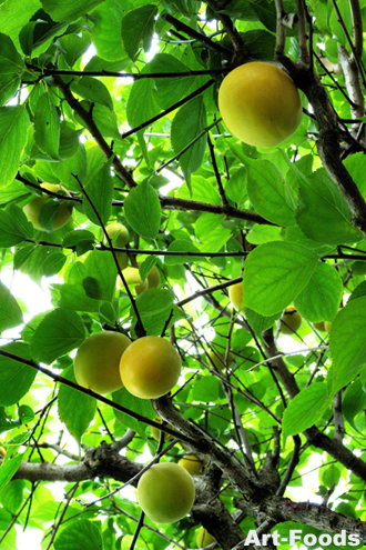 f:id:artfoods:20090624074238j:image:w250:left