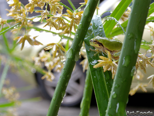 f:id:artfoods:20090627052837j:image f:id:artfoods:20090627052837j:image