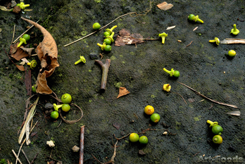 f:id:artfoods:20090628063746j:image