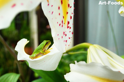 f:id:artfoods:20090708062736j:image