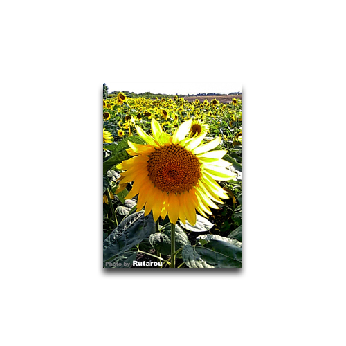f:id:artfoods:20090718043313j:image f:id:artfoods:20090718043313j:image