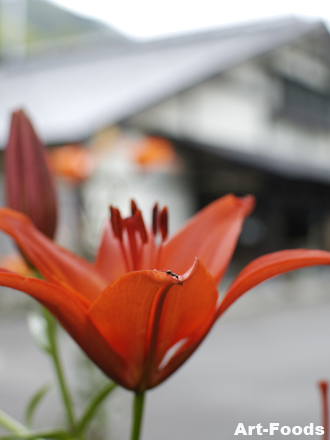 f:id:artfoods:20090726141232j:image:w150:left