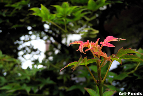 f:id:artfoods:20090729051028j:image:w300:right