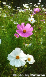 f:id:artfoods:20090901081407j:image:w120:left