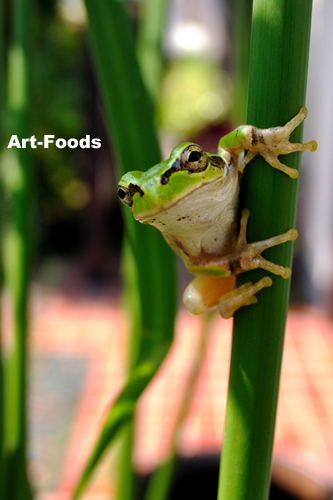 f:id:artfoods:20090918195519j:image