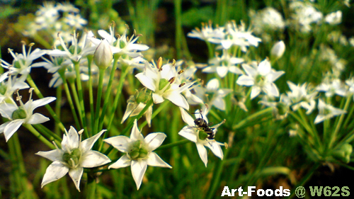 f:id:artfoods:20091005054436j:image:w300