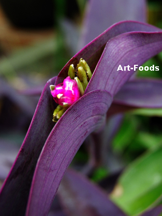 f:id:artfoods:20091005054437j:image:w210