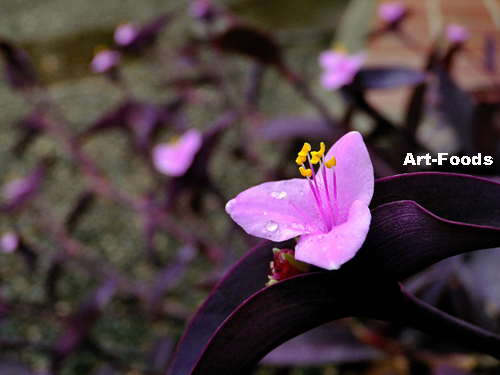 f:id:artfoods:20091006055049j:image