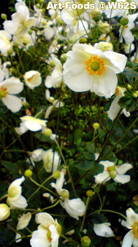 f:id:artfoods:20091008050954j:image:w200