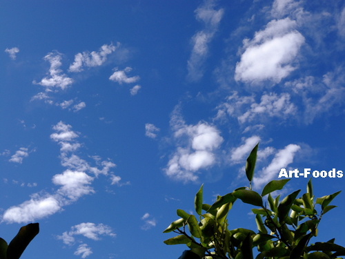f:id:artfoods:20091009075601j:image:w360:right