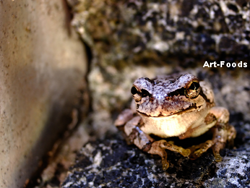 f:id:artfoods:20091021084156j:image:w360 f:id:artfoods:20091021084156j:image:w360