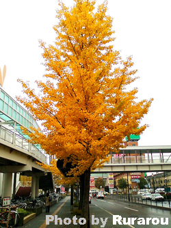 f:id:artfoods:20091031050732j:image:w180:left f:id:artfoods:20091031050732j:image:w180:left