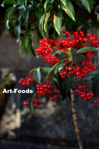 f:id:artfoods:20091230051633j:image:w280