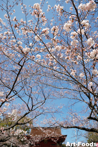 f:id:artfoods:20100331064314j:image
