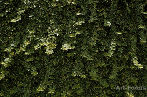 f:id:artfoods:20100527084520j:image:w420:right f:id:artfoods:20100527084520j:image:w420:right