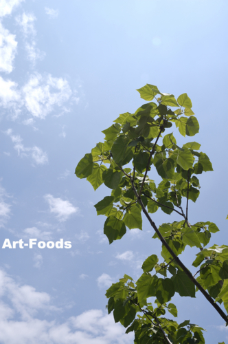 f:id:artfoods:20100527084523j:image:right f:id:artfoods:20100527084523j:image:right