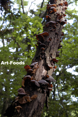 f:id:artfoods:20100528073248j:image:w150:left f:id:artfoods:20100528073248j:image:w150:left