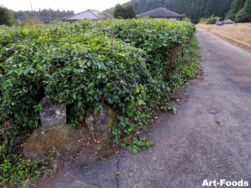 f:id:artfoods:20101120163437j:image:w360:left
