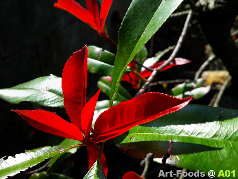 f:id:artfoods:20111028122325j:image:w360 f:id:artfoods:20111028122325j:image:w360