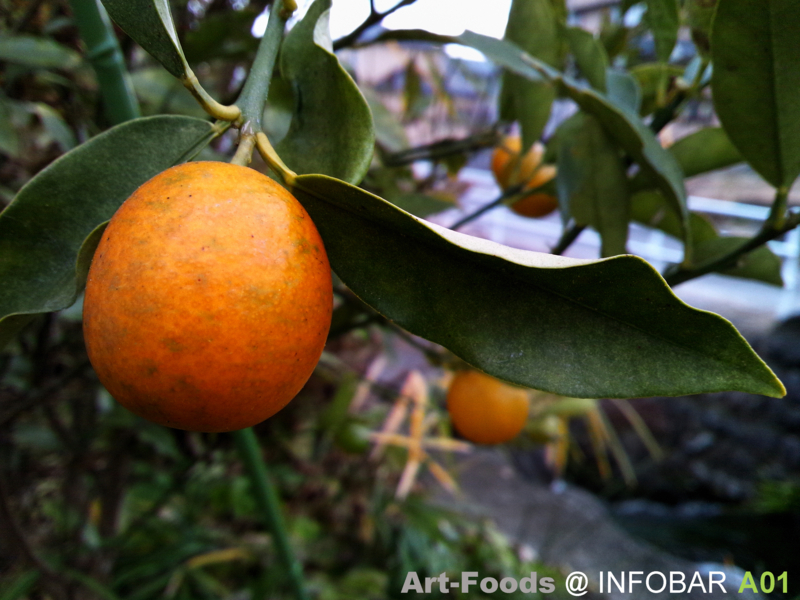 f:id:artfoods:20120102133251j:image:w360