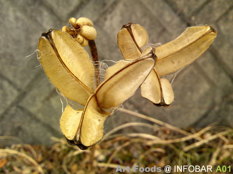 f:id:artfoods:20120217050506j:image:w360 f:id:artfoods:20120217050506j:image:w360