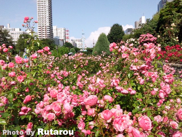 f:id:artfoods:20120707071237j:image:w300:right