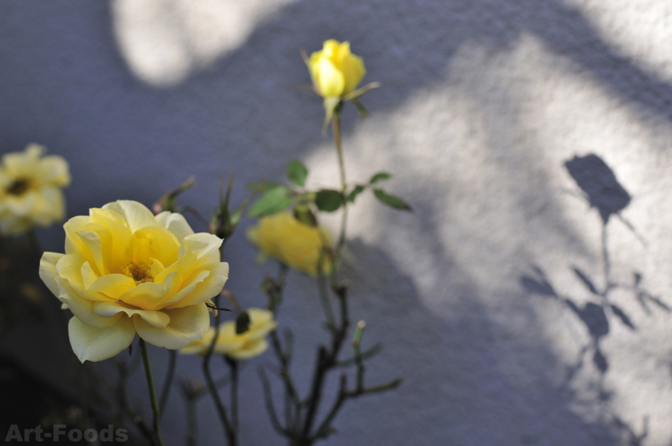 f:id:artfoods:20130103064030j:image:w320:left