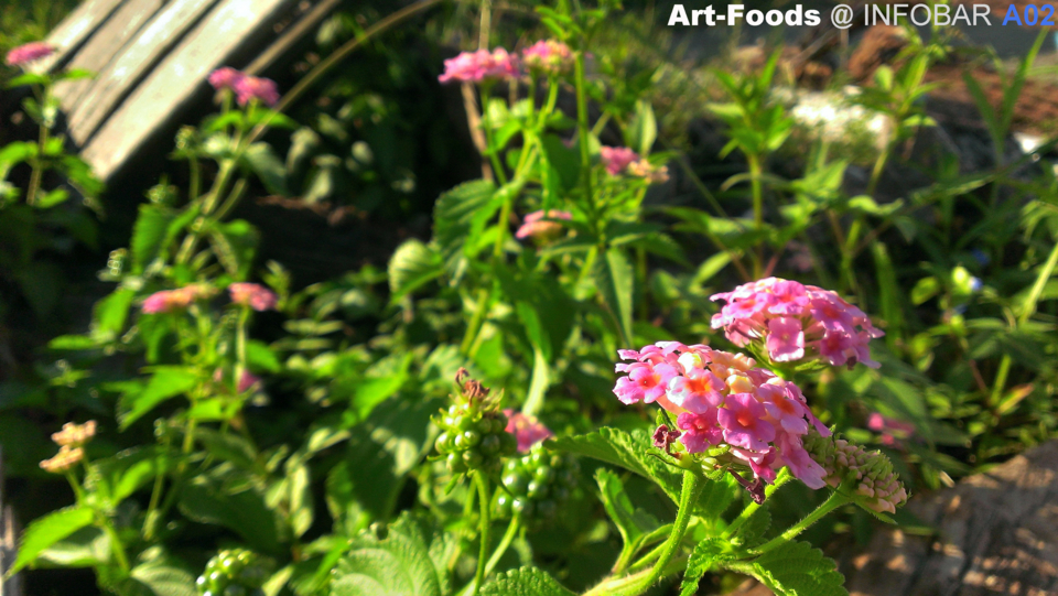f:id:artfoods:20141005121002j:image:w320:left