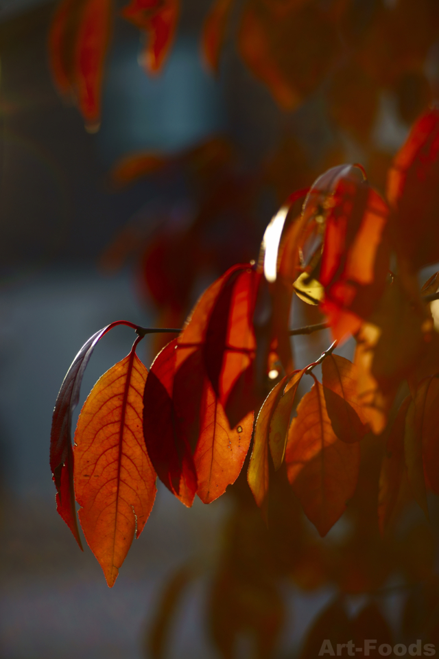 檀の紅葉_141231