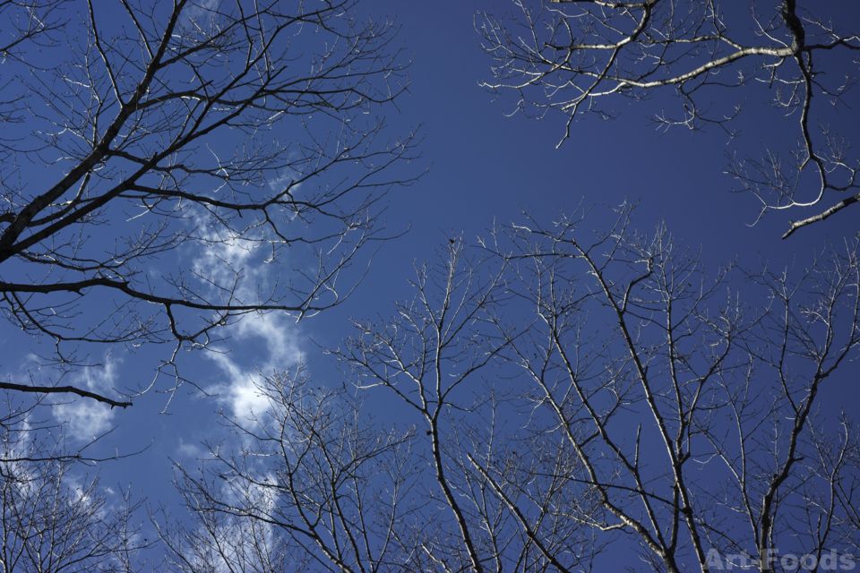 f:id:artfoods:20151231014657j:image:w500