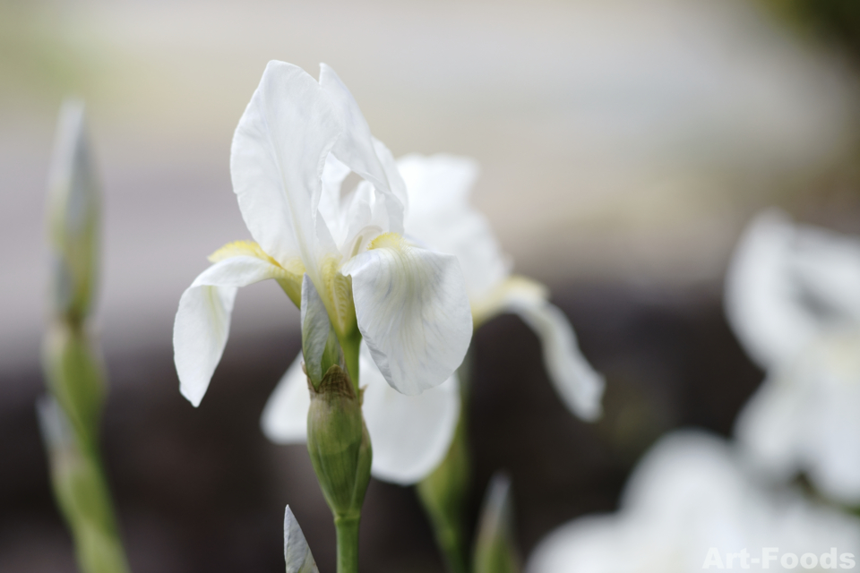 花菖蒲_160410