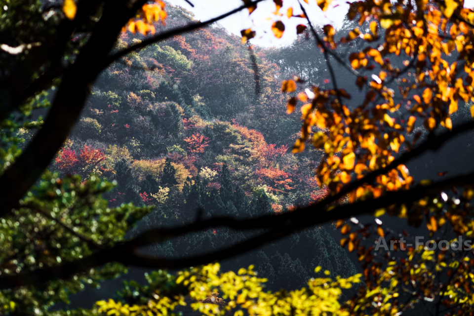 梅ヶ島温泉の紅葉-2_161113