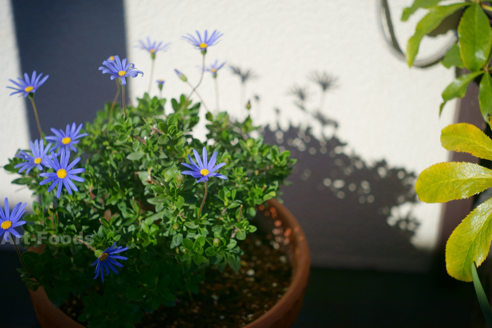 玄関脇の鉢植え_171217