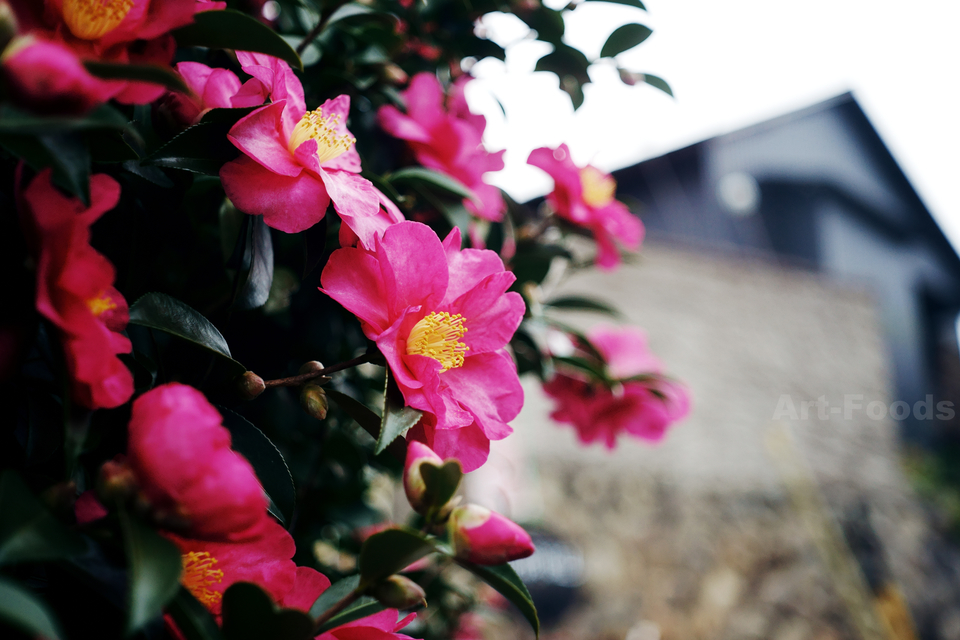 f:id:artfoods:20190224172133j:image:w480:left