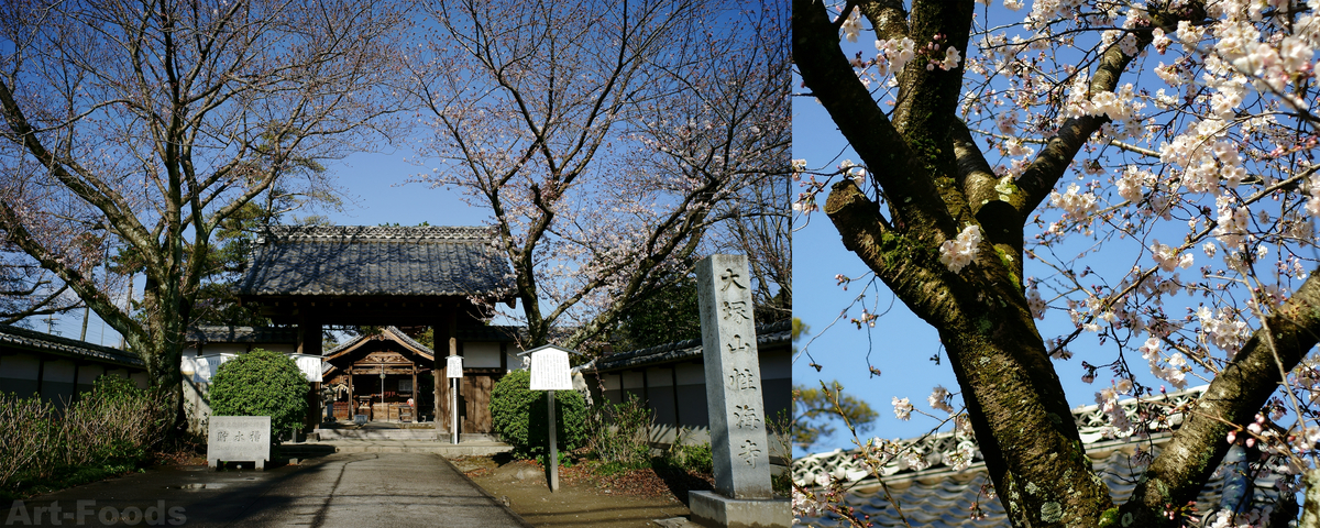 性海寺山門と桜_190331