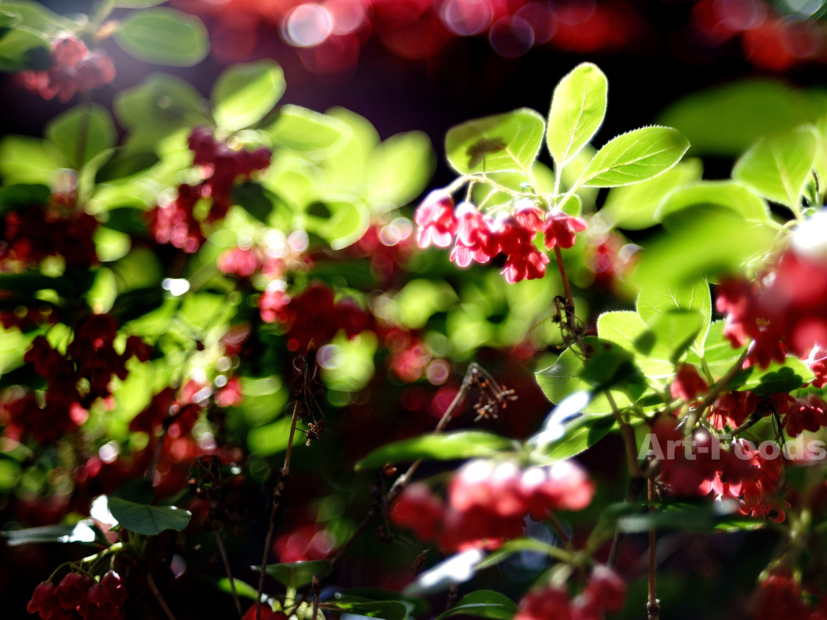 f:id:artfoods:20190429170221j:plain f:id:artfoods:20190429170221j:plain