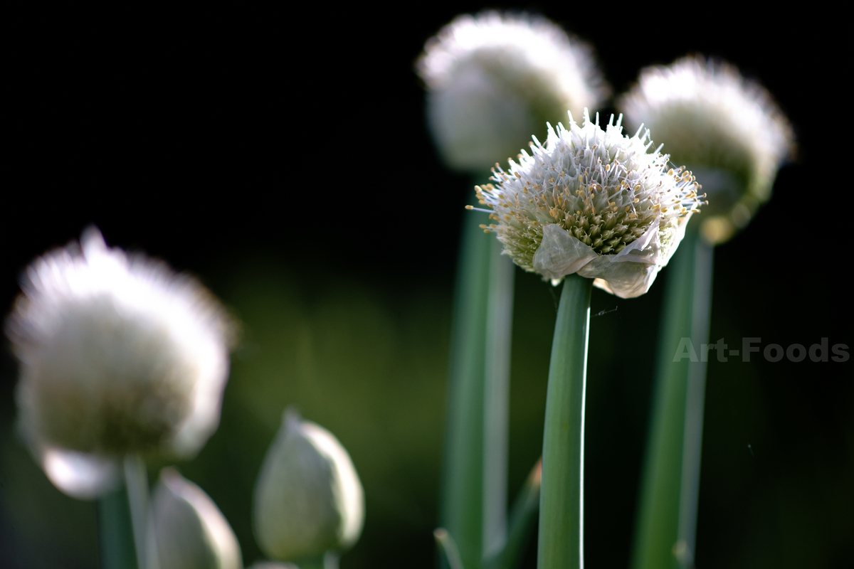 f:id:artfoods:20190429170742j:plain