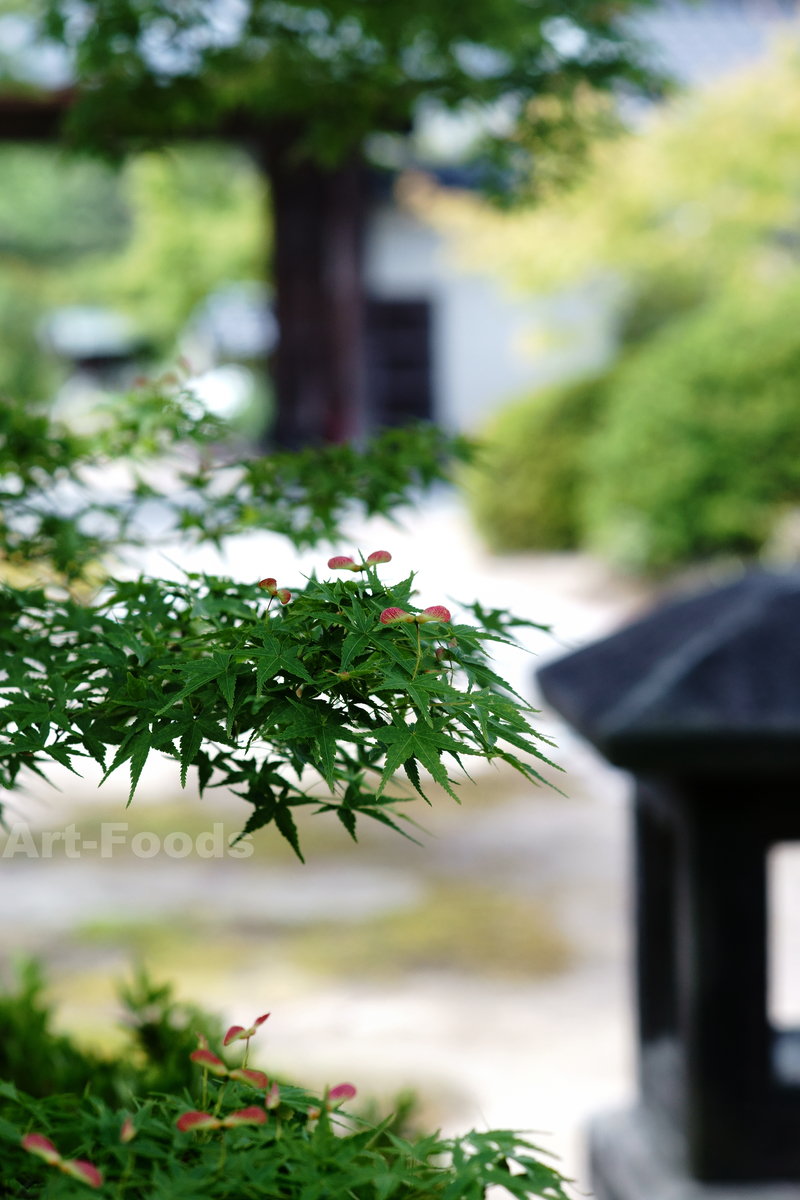 尾張国分寺境内の楓_190518