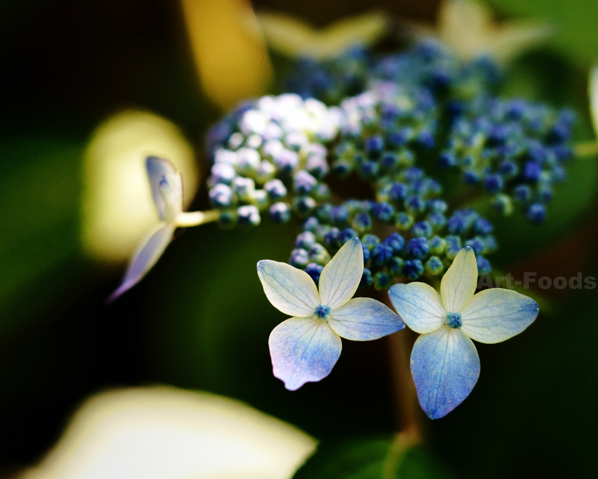f:id:artfoods:20190529200430j:plain